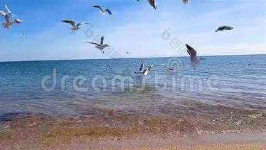 海鸥在沙滩上慢悠悠地为食物而战，海鸥在大海上嬉戏